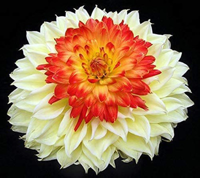 CYBEXIS Beautiful Perennial Dahlia Flowers Seeds Seed(1 g)