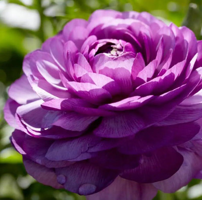 Epazo Ranunculus Flower Bulb Seed(2 per packet)
