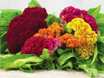 Quentova GIANT COCKSCOMB MIX-10R-VDI Seed(75 per packet)