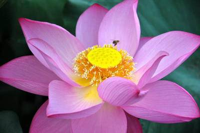 AFARTIOBINA 32 Pc Lotus Seeds Seed(32 per packet)
