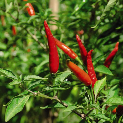 Biosnyg Easy to Grow Very Hot Demon Red Chilli Seeds For Gardening-(2000 Seeds) Seed(2000 per packet)