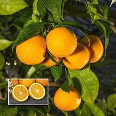 Aywal Mausambi Sweet Lemon Fruit - Citrus Limetta Seed(22 per packet)