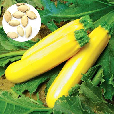 CYBEXIS Garden Cocozelle Seeds for Yard - Zucchini Seeds400 Seeds Seed(400 per packet)