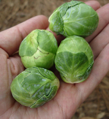 WILLVINE VMR -V Vegetable Brussels Sprout Cabbage Green [2.5g] Seed(750 per packet)