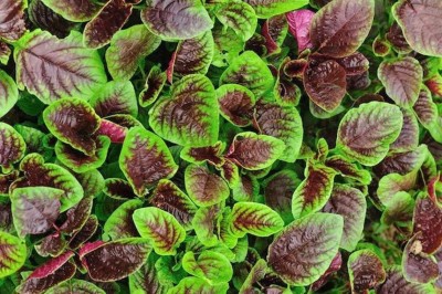 Hmr Amaranth Red Leaf Seed(500 per packet)