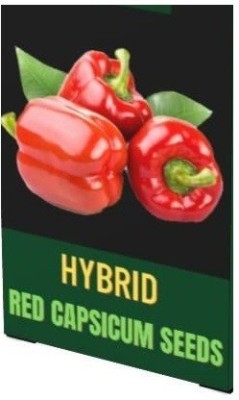 VibeX VVI-38 - CAPSICUM Big Red Chili Pepper - (150 Seeds) Seed(150 per packet)