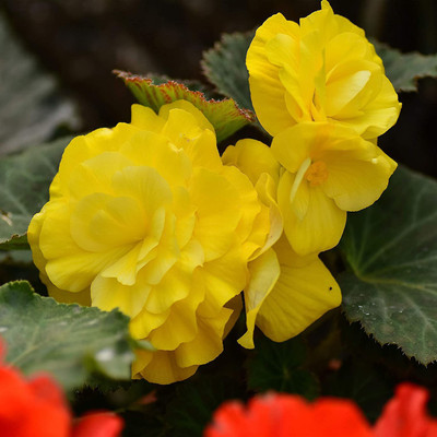 CYBEXIS GUA-83 - Yellow Begonia - (90 Seeds) Seed(90 per packet)