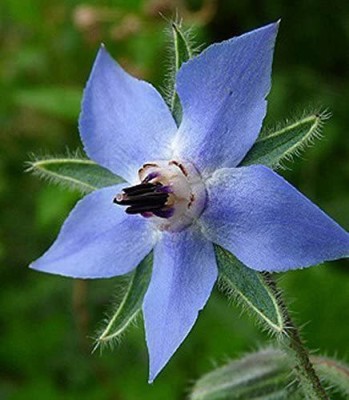 VibeX ® VMR-40 Blue Borage Herb Seeds Seed(100 per packet)