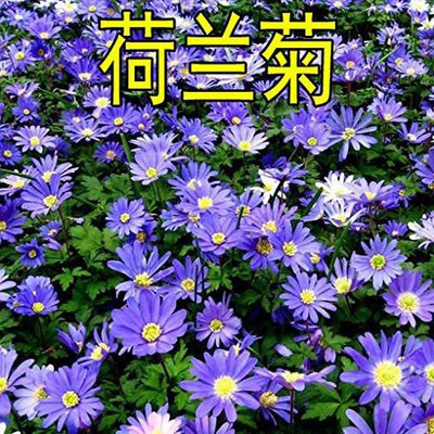 VibeX XLR-91 - Blooming Dutch Chrysanthemum - (30 Seeds) Seed(30 per packet)