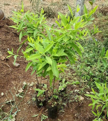 BHUSAN Sandalwood tree seeds white/White chandan seed 10 Seed(10 per packet)
