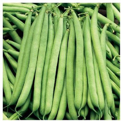 CYBEXIS French Bean The Prince 800 Seeds Seed(800 per packet)