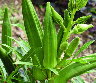 AMAJIT Okra/Bhindi/Lady Finger Seed(77 per packet)