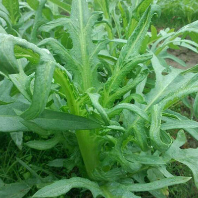 CYBEXIS Spring Bay Sweet Wheat Vegetable Seeds2800 Seeds Seed(2800 per packet)