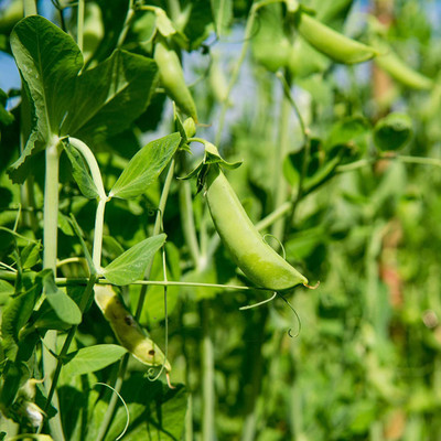 CYBEXIS LXI-90 - Spring Field Peas - (100 Seeds) Seed(100 per packet)