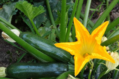 Biosnyg All Season Black Beauty Squash Seeds For Kitchen Gardening - (100 Seeds) Seed(10 per packet)
