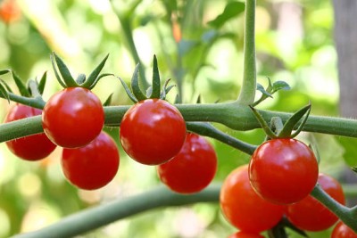 Cadence tomato Seed(60 per packet)