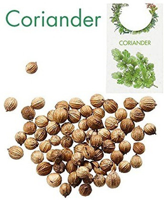 CYBEXIS Coriander Hybrid Herb Seed2800 Seeds Seed(2800 per packet)