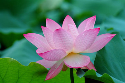STARKC lotus,kamal gatta Seed(14 per packet)