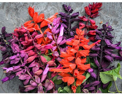 XOLDA Exotic salvia mix Seed(38 per packet)
