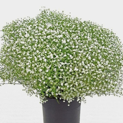 ACCELCROP Gypsophila Gypsy Compact White Flower Seed(110 per packet)