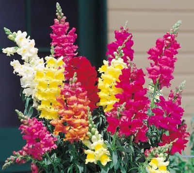 CRGO ANTIRRHINUM Seed(150 per packet)