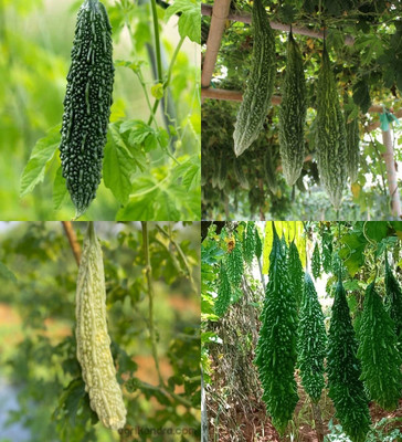 ibains karela seeds hybrid all seasons biij 10 Seed(10 per packet)