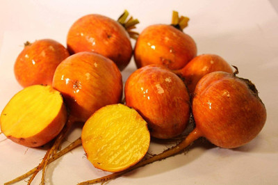CYBEXIS Seeds of Vegetable Beetroot Boldor F12000 Seeds Seed(2000 per packet)