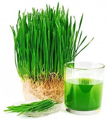 CYBEXIS Wheat Grass Juicing | Cat Grass2800 Seeds Seed(2800 per packet)