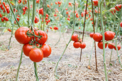 SGPM Collections tomato Seed(95 per packet)