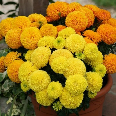 ishika Summer Season Best Marigold Mix Flower Seed for your beautiful garden Seed(50 per packet)