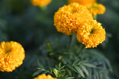 Vinayak Pestisides marigold/gende ka phool flower seeds Seed(25 per packet)