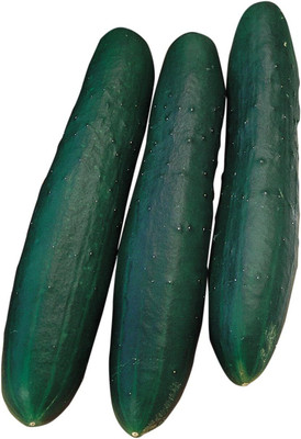 Qualtivate ICRA-5A Marketmore 76 Slicing Cucumber Seeds Seed(300 per packet)