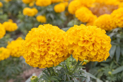 agrilabh marigold/gende ka phool flower seeds Seed(50 per packet)