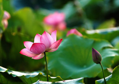 EMKOT lotus,kamal gatta Seed(11 per packet)