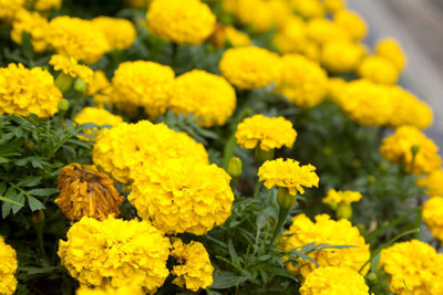 BRIJWASI marigold/gende ka phool flower seeds Seed(75 per packet)