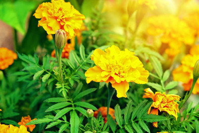 ALPINE HYBRIDE SEEDS marigold,gende ka phool seeds Seed(20 per packet)