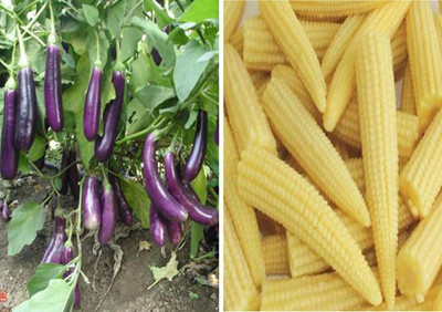 CRGO SWEETCORN , CORN , MAKKA Seed(200 per packet)