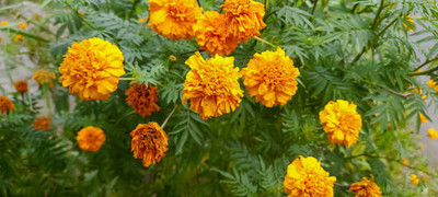 RRNURSERY marigold/gende ka phool flower seeds Seed(50 per packet)