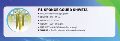 CYBEXIS F1 SPONGE GOURD SHWETA(500 Seeds) Seed(500 per packet)