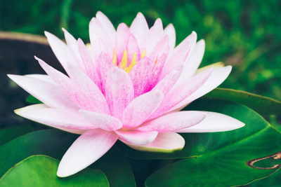 Tastism lotus,kamal gatta Seed(11 per packet)