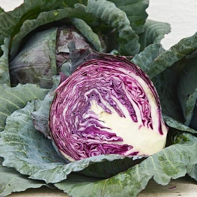 Avysa Cabbage Seeds - Red Acre Seed(800 per packet)