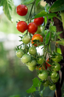 SIDDHI AGENCIES tomato Seed(30 per packet)