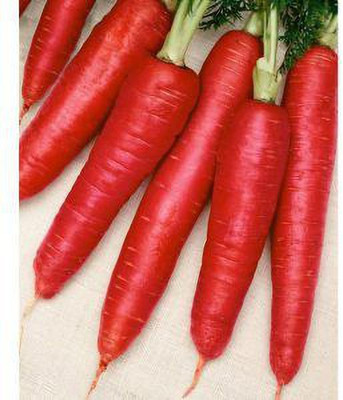 Jevik Atomic-Red-Carrot- Seed(215 per packet)