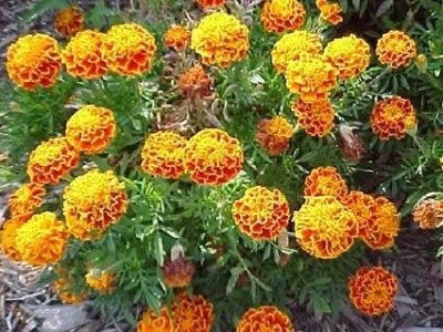 gorgeous moment genda phool ,marigold Seed(1500 per packet)