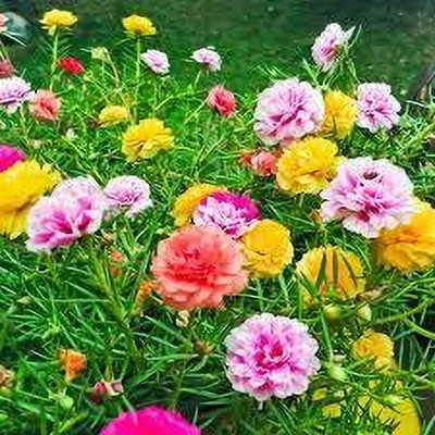 Arshiayat Portulaca Mixed Flower Seed(40 per packet)