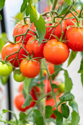 Greenlive traders tomato Seed(120 per packet)