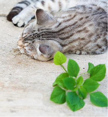 CYBEXIS GBPUT-78 - Catnip (Nepeta cataria) - (13500 Seeds) Seed(13500 per packet)