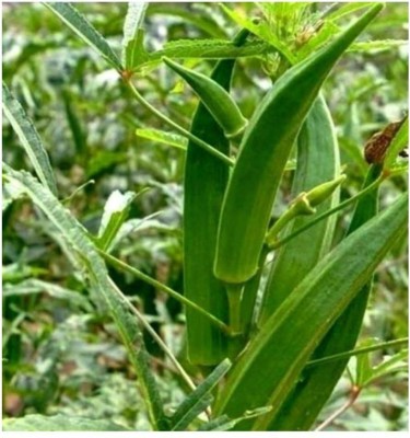 wequality Hybrid lady finger/okra/bhindi seeds for home gardening plant Seed(120 per packet)