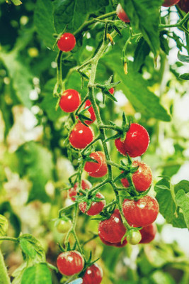 VINSIN tomato Seed(155 per packet)