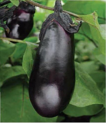 Biosnyg F1 Hybrid Brinjal Moneymaker Seed (400 Seeds) Seed(400 per packet)